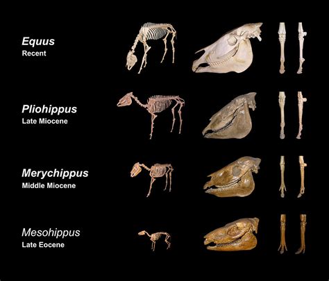 fossil resultados